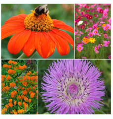 monarch butterfly garden kit