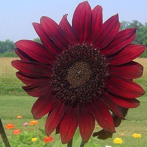 striking sunflowers seed kit