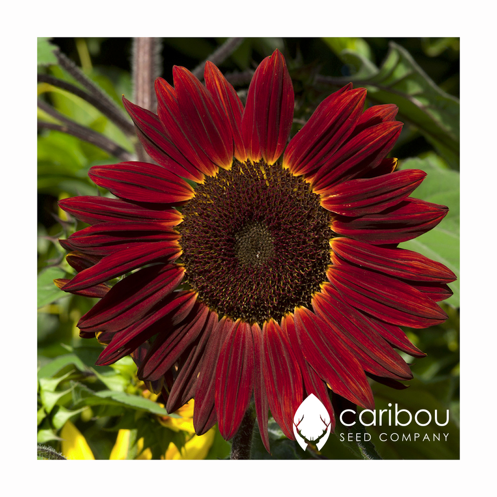 sunflower - moulin rouge - Caribou Seed Company