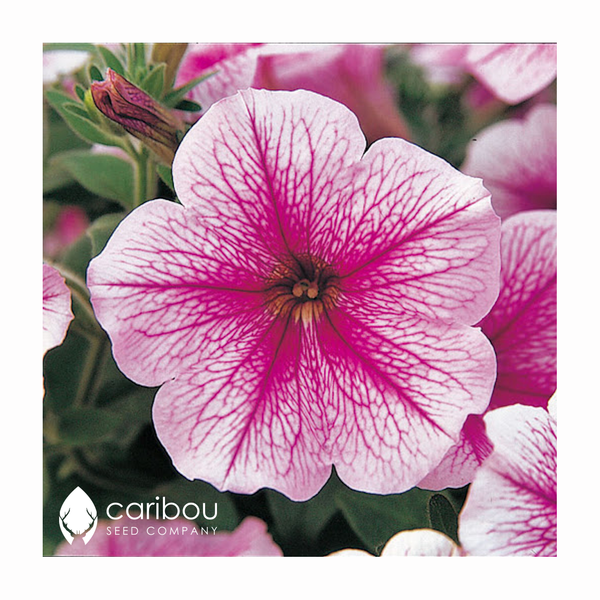 opera supreme petunia - raspberry ice - Caribou Seed Company
