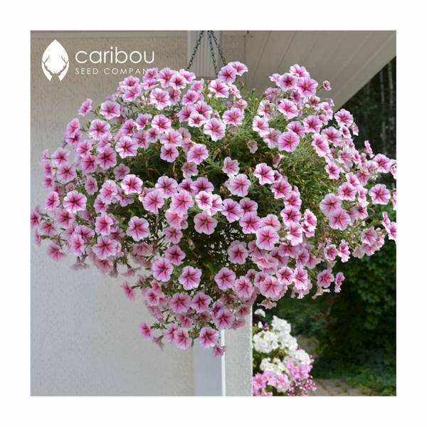opera supreme petunia - raspberry ice - Caribou Seed Company