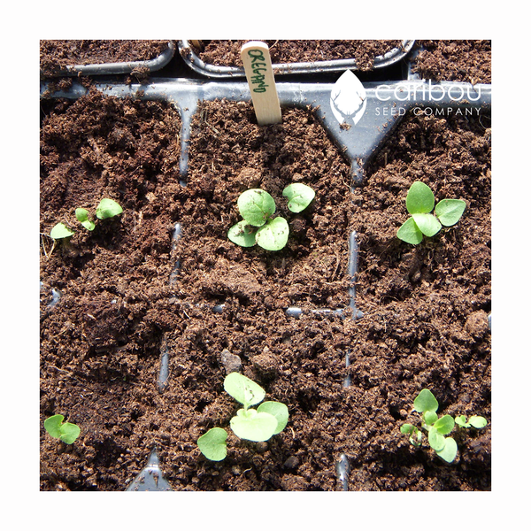 oregano - Caribou Seed Company