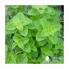 oregano