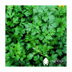 parsley