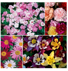 playful perennials