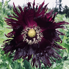 poppy - black swan