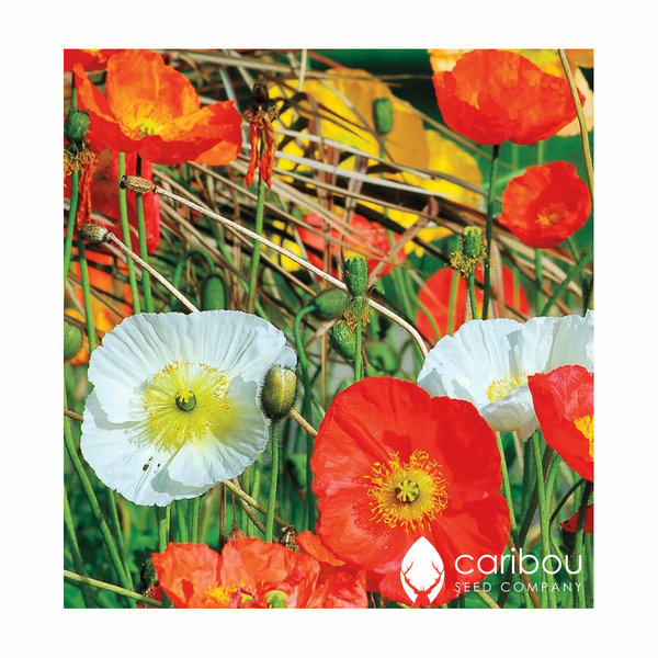poppy - california 'mission bells' - Caribou Seed Company