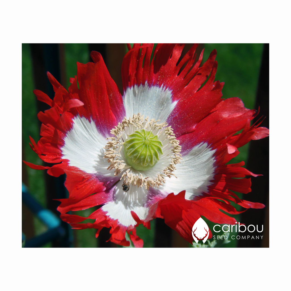 poppy - canadian flag - Caribou Seed Company