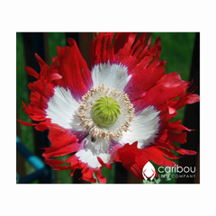 poppy - canadian flag