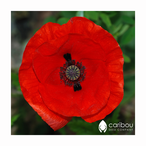 precious poppies