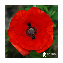 poppy - flanders
