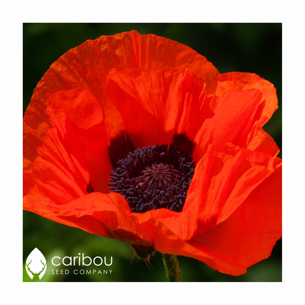 poppy - flanders - Caribou Seed Company