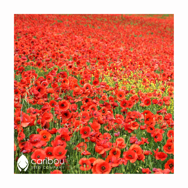 poppy - flanders - Caribou Seed Company