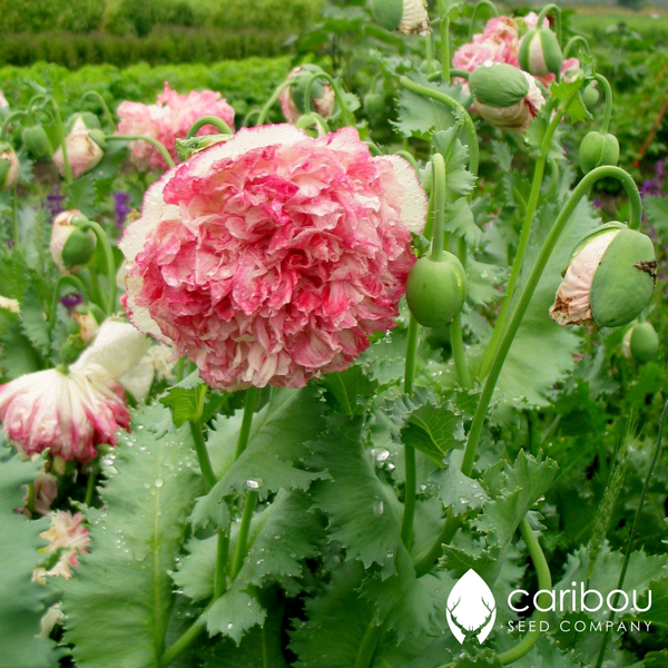 poppy - flemish antique - Caribou Seed Company