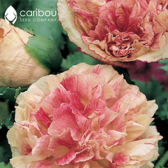 poppy - flemish antique