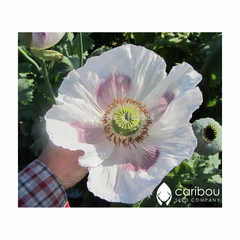 poppy - giganthemum