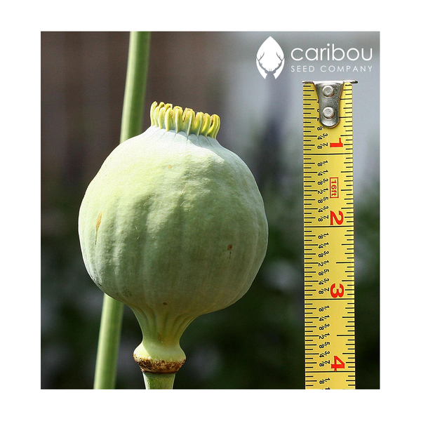 poppy - giganthemum - Caribou Seed Company