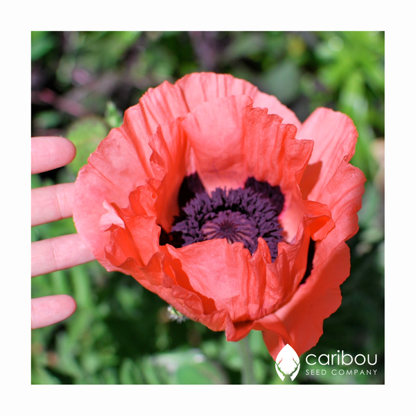 poppy - giganthemum - Caribou Seed Company
