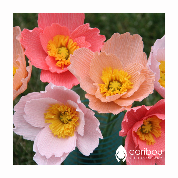 poppy - iceland - Caribou Seed Company