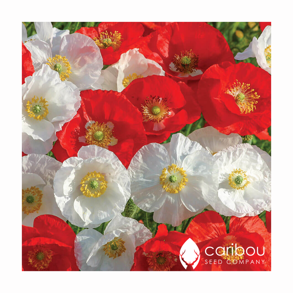 poppy - oh canada - Caribou Seed Company