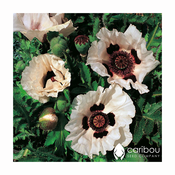 poppy - oriental - Caribou Seed Company