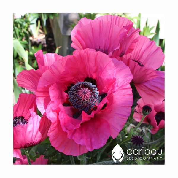 poppy - oriental - Caribou Seed Company