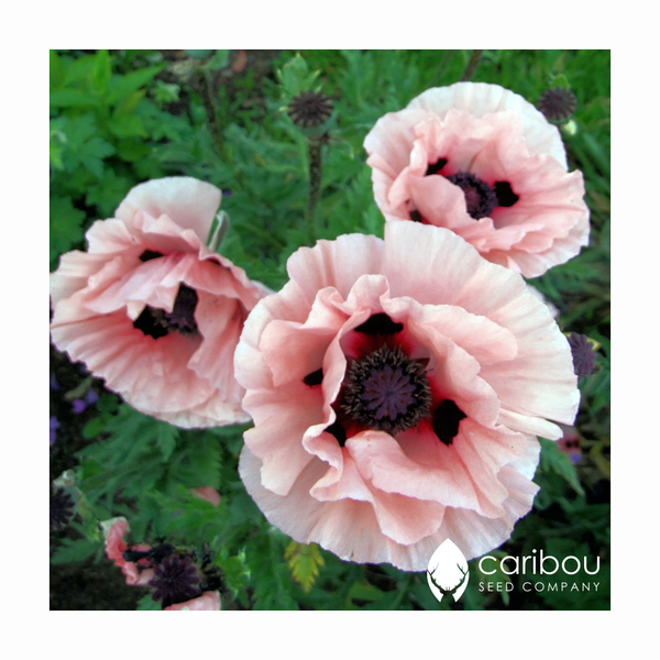 poppy - oriental - Caribou Seed Company