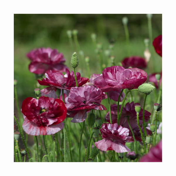 poppy - pandora