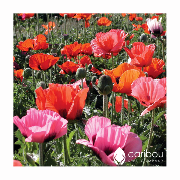poppy - pizzicato - Caribou Seed Company