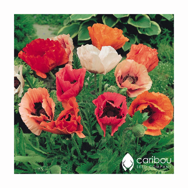 poppy - pizzicato - Caribou Seed Company