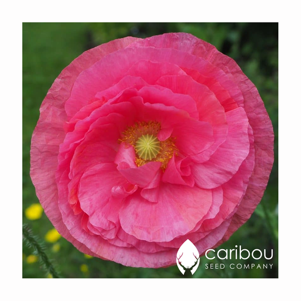 precious poppies