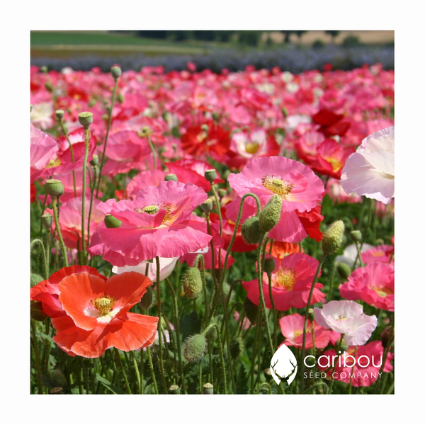 precious poppies