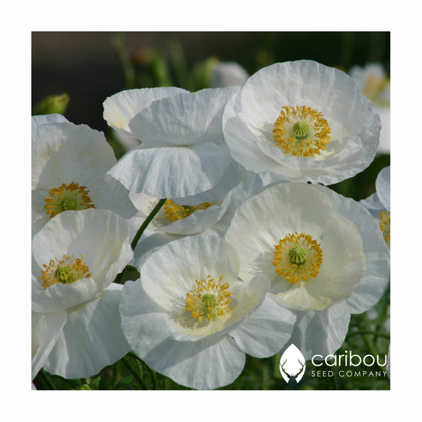 poppy - bridal silk - Caribou Seed Company