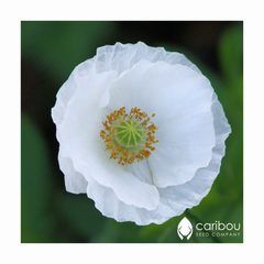 poppy - bridal silk