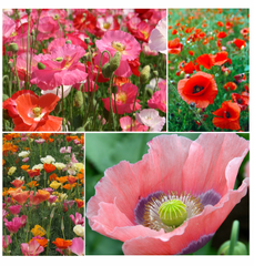 precious poppies