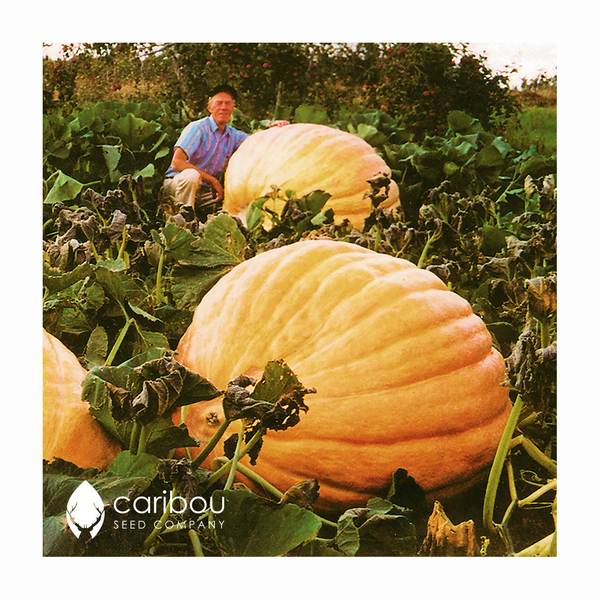 pumpkin