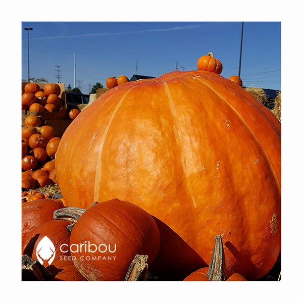 pumpkin