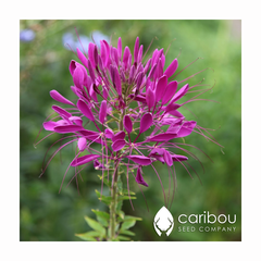cleome 'purple queen'