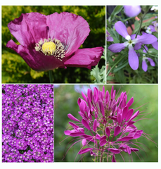 purple passion
