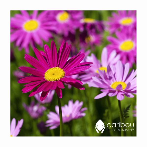 chrysanthemum 'pyrethrum daisy' - Caribou Seed Company