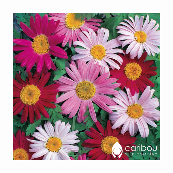perennially yours garden kit
