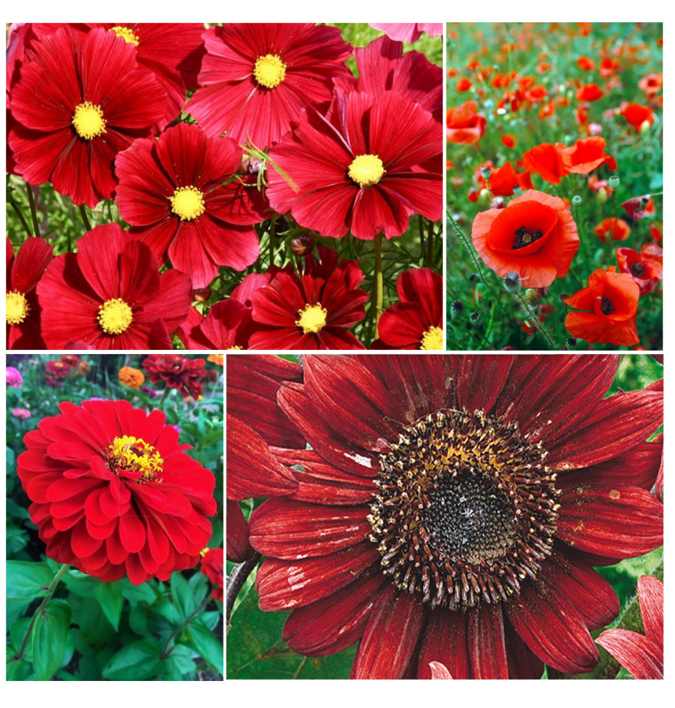 radiant red