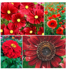 radiant red