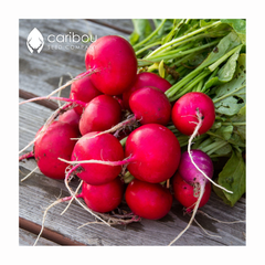 radish