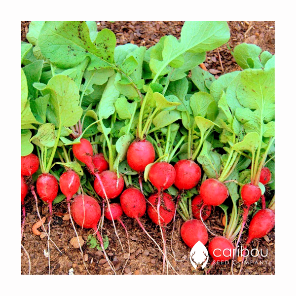 radish
