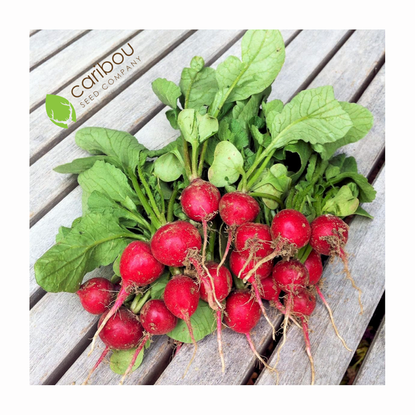 radish