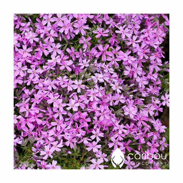 rainbow rock cress - Caribou Seed Company