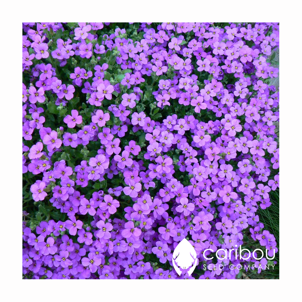 rainbow rock cress - Caribou Seed Company