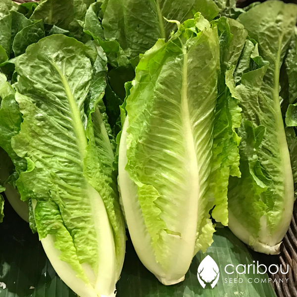 romaine lettuce - Caribou Seed Company