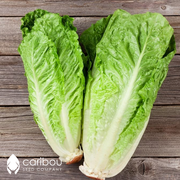 romaine lettuce - Caribou Seed Company